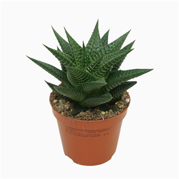 Haworthia limifolia F00001290