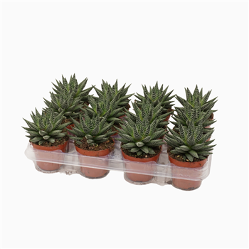 Haworthia royal albert F00001293