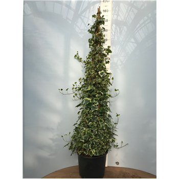 Hedera chester pyramide F00005420
