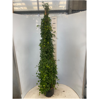 Hedera helix F00005425