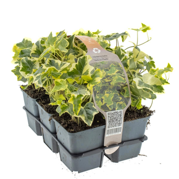 Hedera helix 'Goldchild' F00008180
