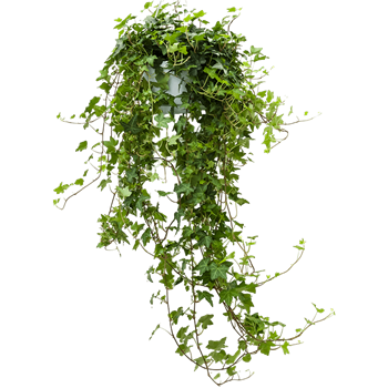 Hedera helix 'Pittsburgh' 4HEHPHA09