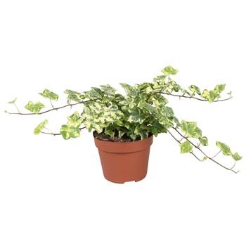 Hedera helix 'Golden Kolibri' F00001161