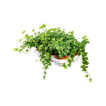 Hedera helix 'Pittsburgh' 6/tray 4HEHPHA13
