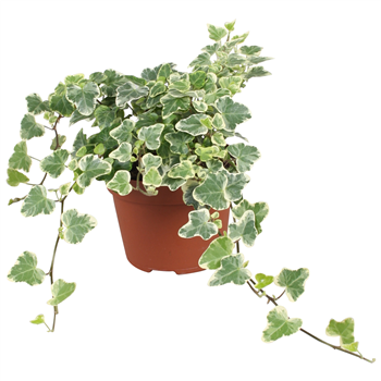 Hedera helix 'White Wonder' F00001160
