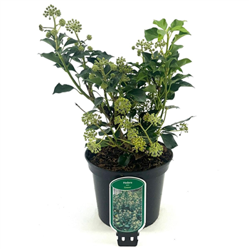 Hedera helix 'Simone' F00008299