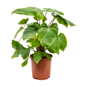 Homalomena rubescens 'Maggy 4HOMABU24