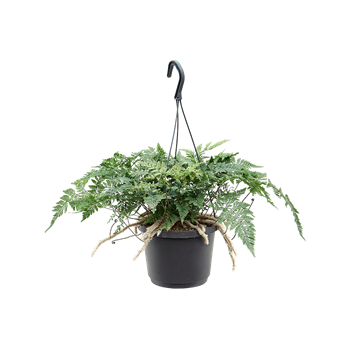 Humata tyermannii 4HUTEBP05
