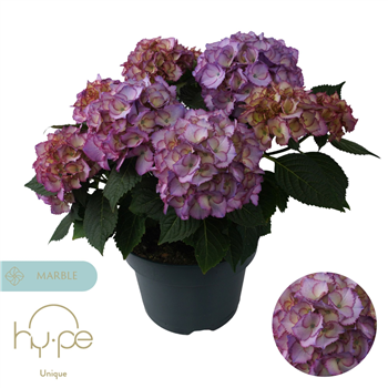 Hortenzija macrophylla 'Ave Blue' 7+ F00004727