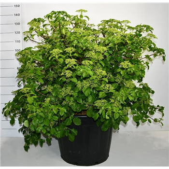 Hortenzija petiolaris F00006073