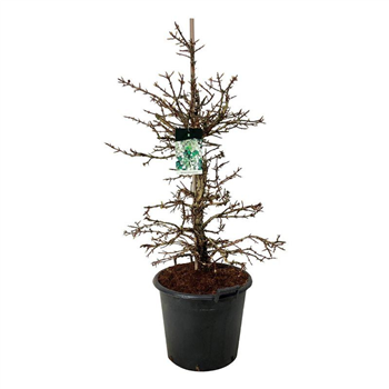 Hortenzija petiolaris F00005179