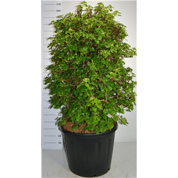 Hortenzija petiolaris F00006283