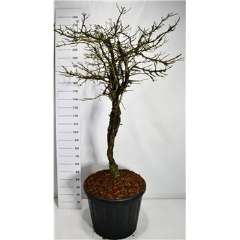 Hortenzija petiolaris F00006313