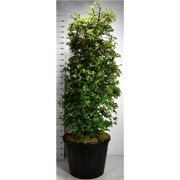 Hortenzija petiolaris F00006282