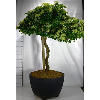 Hortenzija petiolaris F00006326