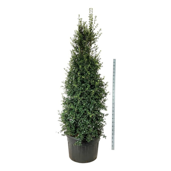Ilex aquipernyi 'Dragon Lady' F00007487