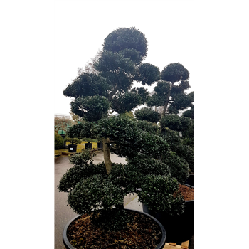 Ilex crenata F00007705