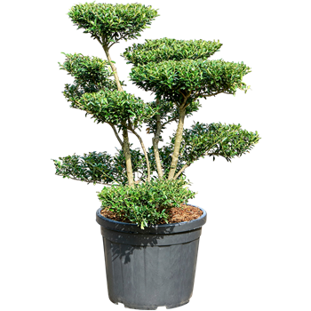 Ilex crenata 'Blondie' 5ILBLSS50