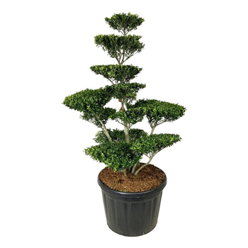 Ilex crenata 'Blondie' F00007303