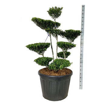 Ilex crenata 'Blondie' F00007304
