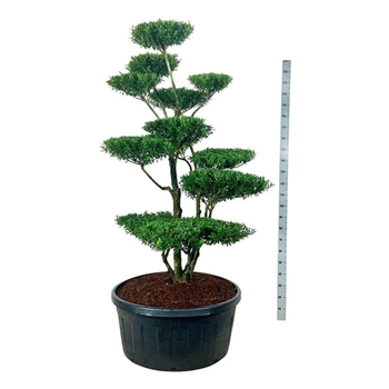 Ilex crenata 'Blondie' F00007244