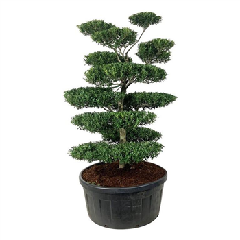 Ilex crenata 'Blondie' F00007245