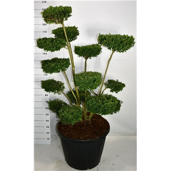 Ilex crenata 'Ellipta Convex' F00006251