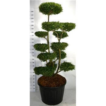 Ilex crenata 'Ellipta Convex' F00006252