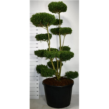 Ilex crenata 'Ellipta Convex' F00006050