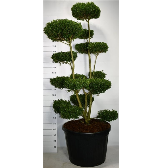 Ilex crenata 'Ellipta Convex' F00006050