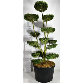 Ilex crenata 'Ellipta Convex' F00006571