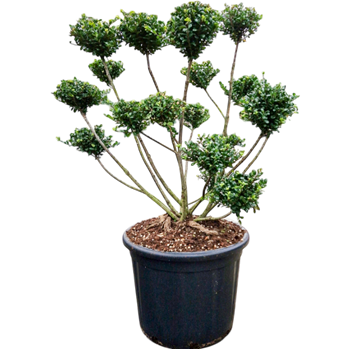 Ilex crenata 'Fructo Luteo' 5ILFLSS22