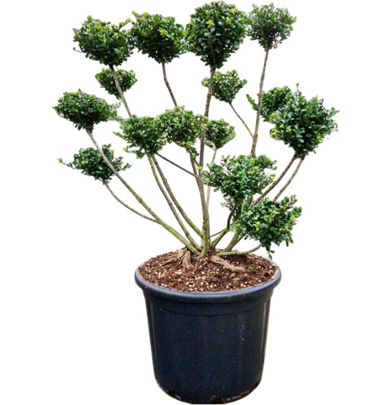 Ilex crenata 'Fructo Luteo' 5ILFLSS22