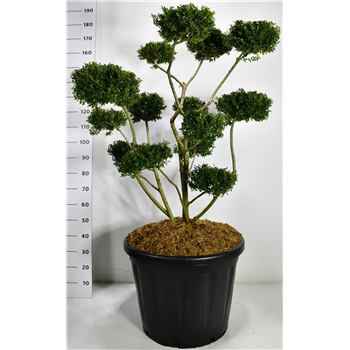Ilex crenata 'Fructu Luteo' F00006568