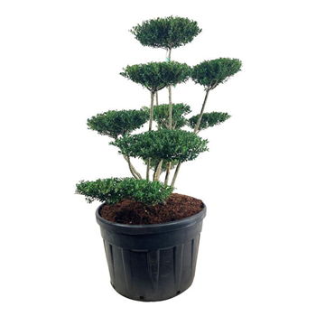 Ilex crenata 'Green Hedge' F00006862