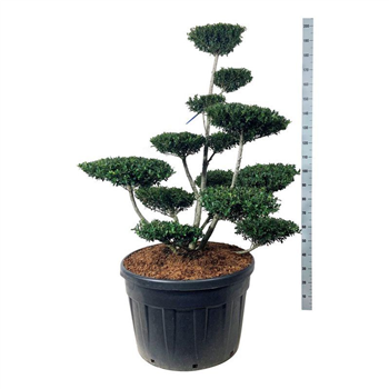 Ilex crenata 'Green Hedge' F00006863
