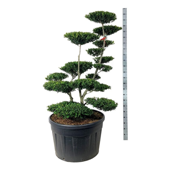 Ilex crenata 'Green Hedge' F00006884