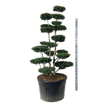 Ilex crenata 'Green Hedge' F00006867
