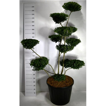 Ilex crenata 'Green Hedge' F00006306