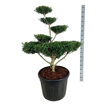 Ilex crenata 'Green Lustre' F00007179