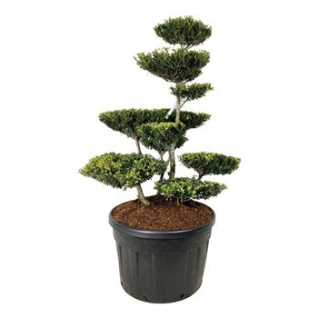 Ilex crenata 'Green Lustre' F00007165