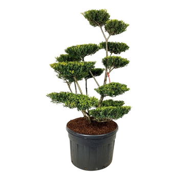 Ilex crenata 'Green Lustre' F00007178