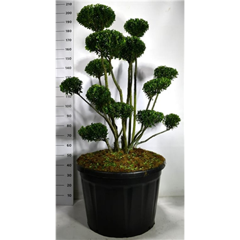 Ilex crenata 'Mutchagara' F00006295