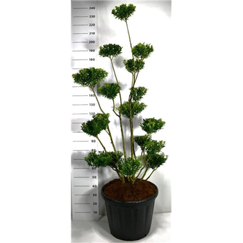 Ilex crenata 'Maximowicziana Kanehirae' F00006148