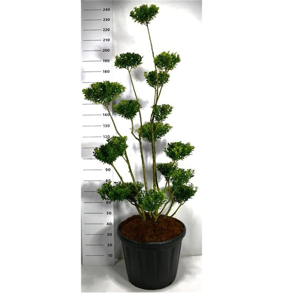 Ilex crenata 'Maximowicziana Kanehirae' F00006148