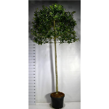 Ilex crenata 'Nellie R Stevens' F00006331