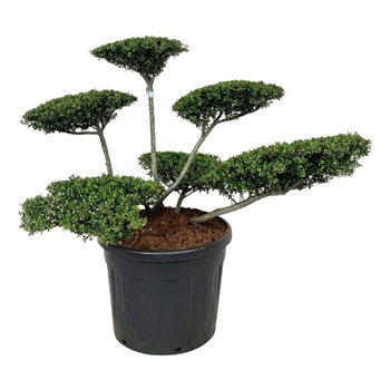 Ilex crenata 'Stokes' F00007242