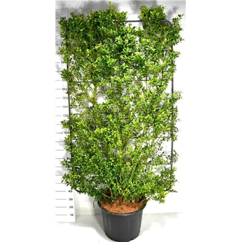 Ilex crenata 'maximowicziana kanehirae' F00006108