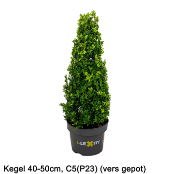 Ilex crenata Dark Green F00005451