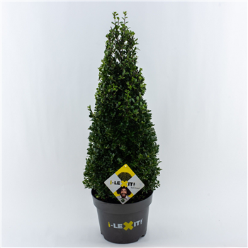 Ilex crenata Dark Green F00005452